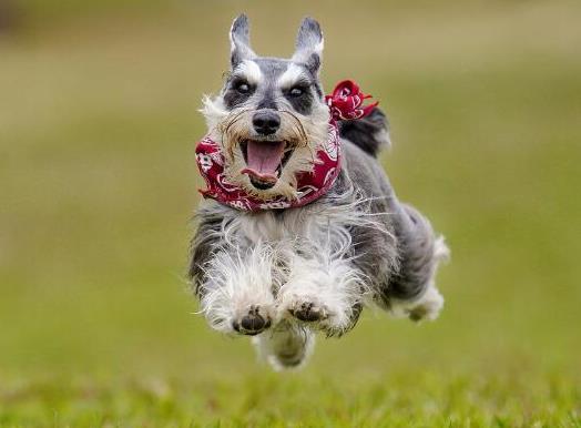十大適合家養的小型犬,博美犬聰明活潑、馬爾濟斯外表雍容華貴