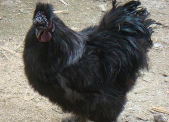 世界十大少見的黑色動物,黑色美洲獅棲息環(huán)境多樣化、黑豹瀕臨滅絕