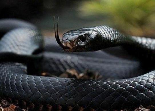 世界十大少見的黑色動物,黑色美洲獅棲息環(huán)境多樣化、黑豹瀕臨滅絕