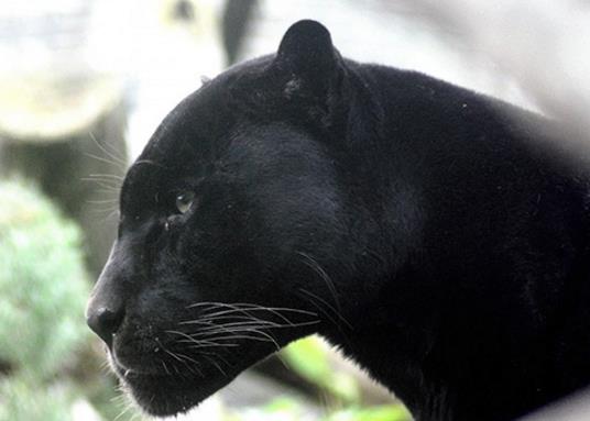 世界十大少見的黑色動物,黑色美洲獅棲息環(huán)境多樣化、黑豹瀕臨滅絕
