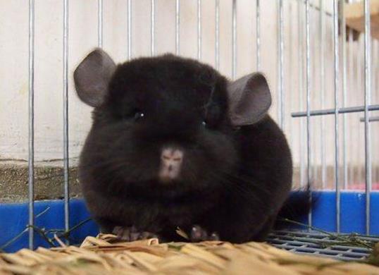 世界十大少見的黑色動物,黑色美洲獅棲息環(huán)境多樣化、黑豹瀕臨滅絕