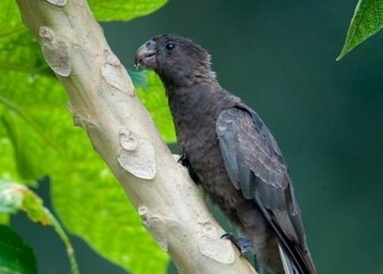 世界十大少見的黑色動物,黑色美洲獅棲息環(huán)境多樣化、黑豹瀕臨滅絕