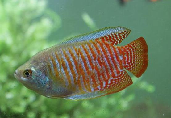 十大最好養的小型觀賞魚種類,孔雀魚活潑好動、吻鱸性情溫順