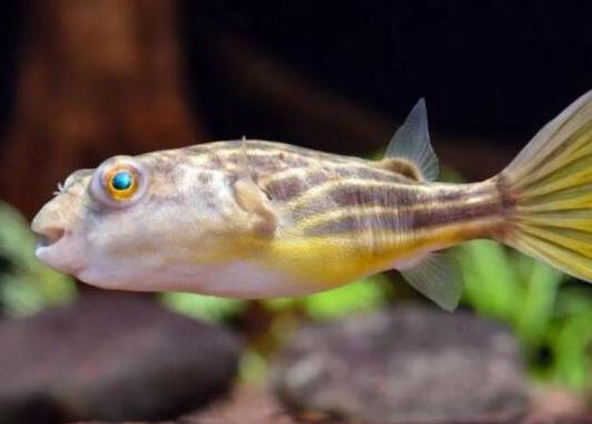 十大最好養的小型觀賞魚種類,孔雀魚活潑好動、吻鱸性情溫順