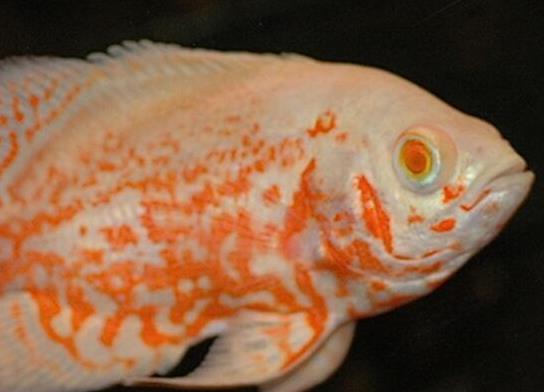 世界十大最好養(yǎng)的大型觀(guān)賞魚(yú),地圖魚(yú)不兇猛、七星刀魚(yú)生長(zhǎng)速度極快