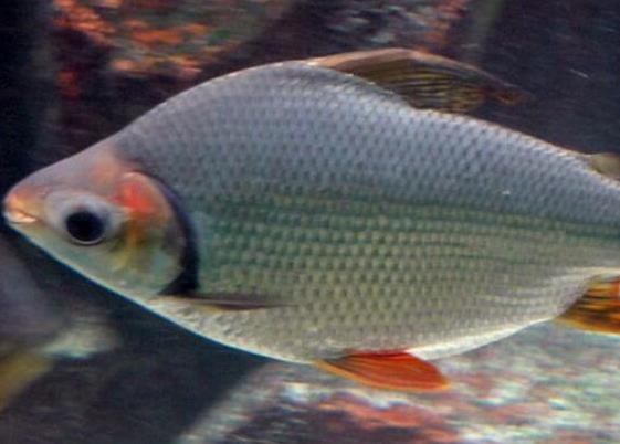 世界十大最好養(yǎng)的大型觀(guān)賞魚(yú),地圖魚(yú)不兇猛、七星刀魚(yú)生長(zhǎng)速度極快
