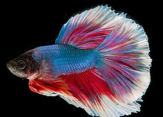 十大最好養的小型觀賞魚種類,孔雀魚活潑好動、吻鱸性情溫順