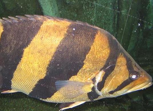 世界十大最好養(yǎng)的大型觀(guān)賞魚(yú),地圖魚(yú)不兇猛、七星刀魚(yú)生長(zhǎng)速度極快