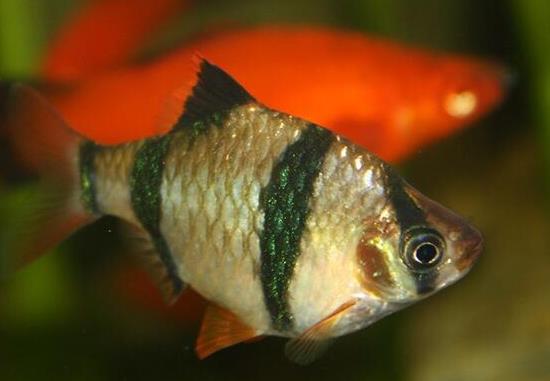 十大最好養的小型觀賞魚種類,孔雀魚活潑好動、吻鱸性情溫順