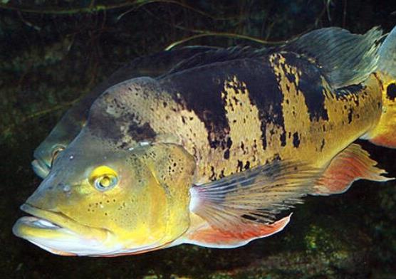世界十大最好養(yǎng)的大型觀(guān)賞魚(yú),地圖魚(yú)不兇猛、七星刀魚(yú)生長(zhǎng)速度極快