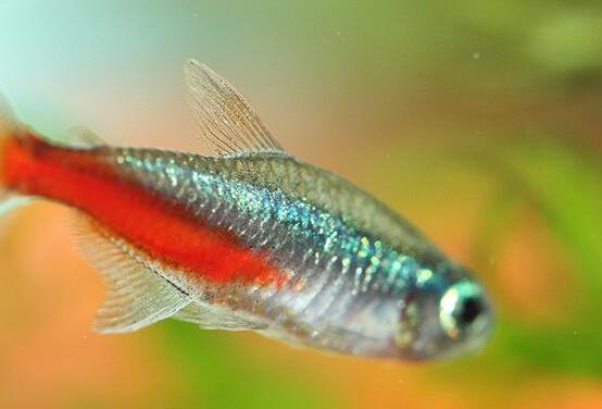 十大最好養的小型觀賞魚種類,孔雀魚活潑好動、吻鱸性情溫順