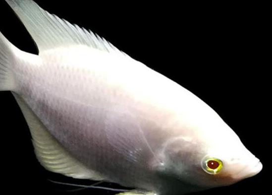 世界十大最好養(yǎng)的大型觀(guān)賞魚(yú),地圖魚(yú)不兇猛、七星刀魚(yú)生長(zhǎng)速度極快