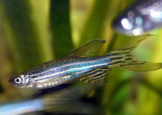 十大最好養的小型觀賞魚種類,孔雀魚活潑好動、吻鱸性情溫順