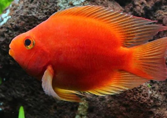世界十大最好養(yǎng)的大型觀(guān)賞魚(yú),地圖魚(yú)不兇猛、七星刀魚(yú)生長(zhǎng)速度極快