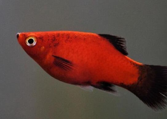 十大最好養的小型觀賞魚種類,孔雀魚活潑好動、吻鱸性情溫順