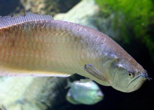 世界十大最好養(yǎng)的大型觀(guān)賞魚(yú),地圖魚(yú)不兇猛、七星刀魚(yú)生長(zhǎng)速度極快