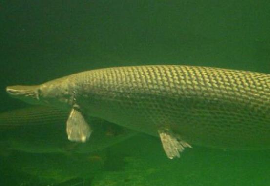 世界十大最好養(yǎng)的大型觀(guān)賞魚(yú),地圖魚(yú)不兇猛、七星刀魚(yú)生長(zhǎng)速度極快