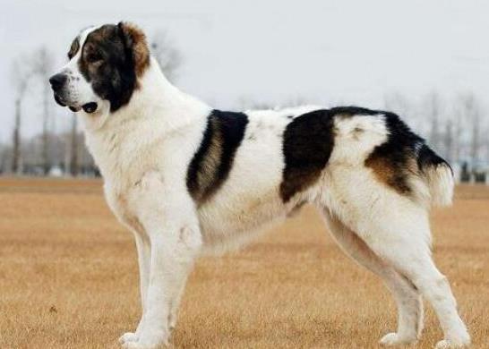 世界十大巨型犬種排名,中亞牧羊犬戰斗力強、高加索犬是犬中之王