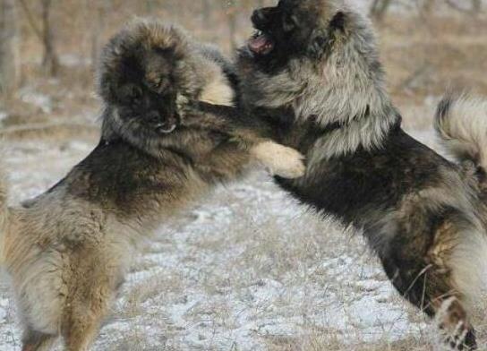 世界十大巨型犬種排名,中亞牧羊犬戰斗力強、高加索犬是犬中之王