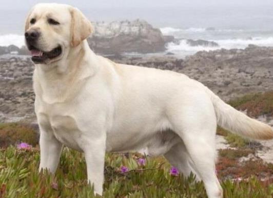 十大智商最高的狗排名,邊境牧羊犬非常忠誠、貴賓犬氣質(zhì)獨(dú)特
