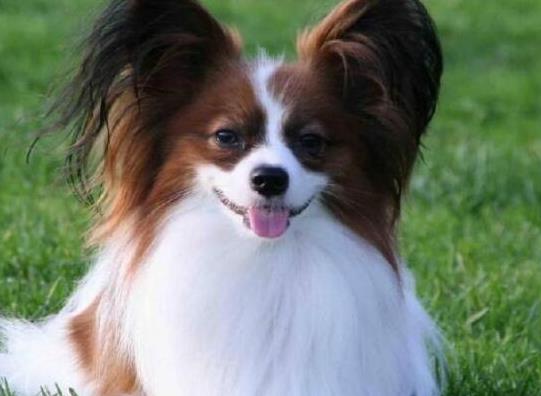 十大智商最高的狗排名,邊境牧羊犬非常忠誠、貴賓犬氣質(zhì)獨(dú)特