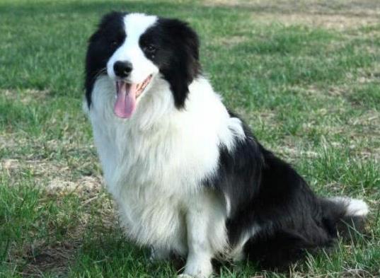 十大智商最高的狗排名,邊境牧羊犬非常忠誠、貴賓犬氣質(zhì)獨(dú)特