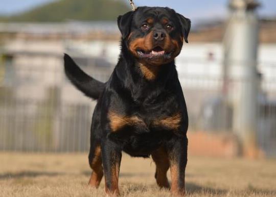 十大智商最高的狗排名,邊境牧羊犬非常忠誠、貴賓犬氣質(zhì)獨(dú)特