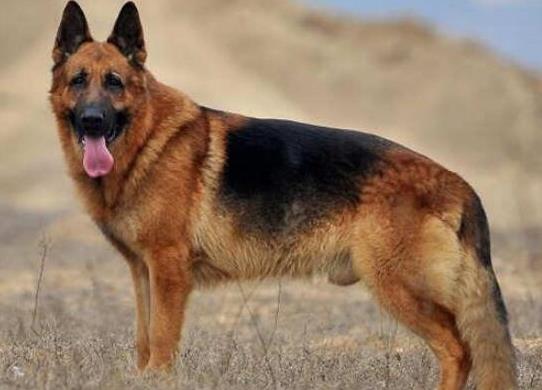 十大智商最高的狗排名,邊境牧羊犬非常忠誠、貴賓犬氣質(zhì)獨(dú)特