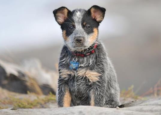 十大智商最高的狗排名,邊境牧羊犬非常忠誠、貴賓犬氣質(zhì)獨(dú)特