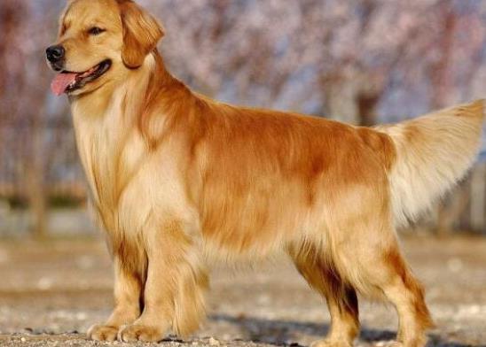 十大智商最高的狗排名,邊境牧羊犬非常忠誠、貴賓犬氣質(zhì)獨(dú)特
