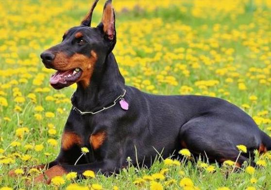 十大智商最高的狗排名,邊境牧羊犬非常忠誠、貴賓犬氣質(zhì)獨(dú)特