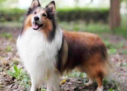 十大智商最高的狗排名,邊境牧羊犬非常忠誠、貴賓犬氣質(zhì)獨(dú)特