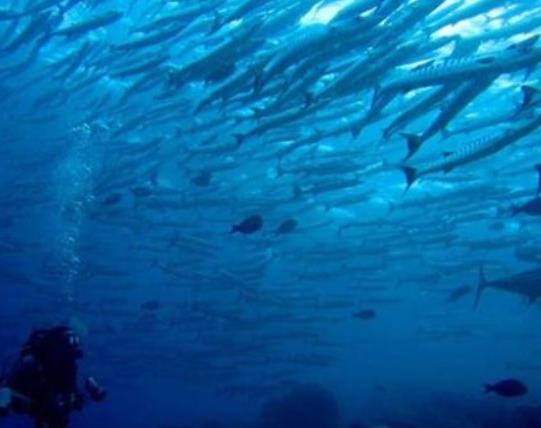 世界十大潛水圣地排名,大藍洞是世界第四深水下石灰石坑洞穴