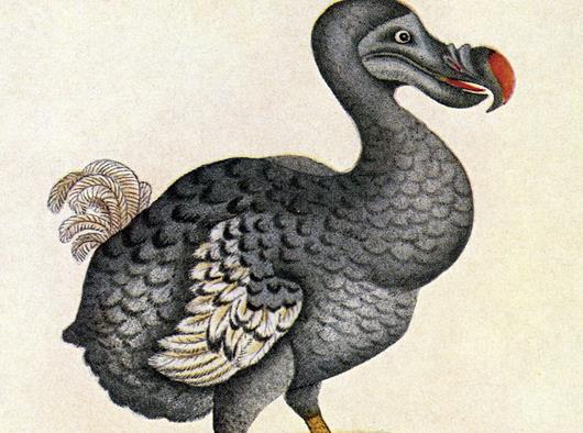 十大已經滅絕的動物排行榜,霸王龍曾是地球霸主、埃及重腳獸像犀牛