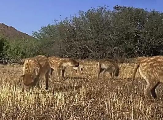 十大已經滅絕的動物排行榜,霸王龍曾是地球霸主、埃及重腳獸像犀牛