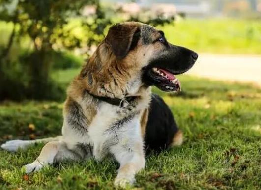世界十大牧羊犬排名,邊境牧羊犬、德國(guó)牧羊犬深受寵主喜愛(ài)