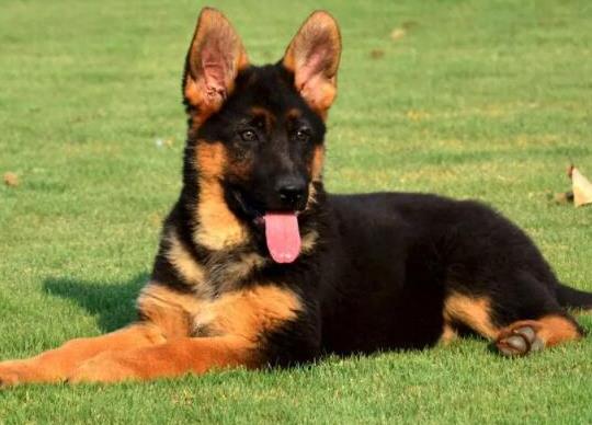 世界十大牧羊犬排名,邊境牧羊犬、德國(guó)牧羊犬深受寵主喜愛(ài)