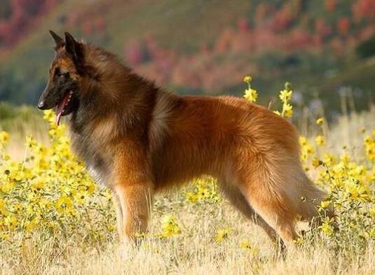 世界十大牧羊犬排名,邊境牧羊犬、德國(guó)牧羊犬深受寵主喜愛(ài)