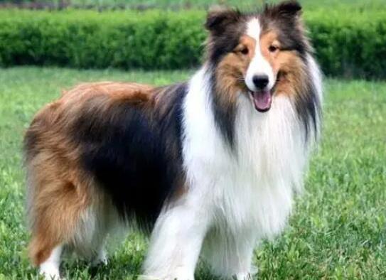 世界十大牧羊犬排名,邊境牧羊犬、德國(guó)牧羊犬深受寵主喜愛(ài)