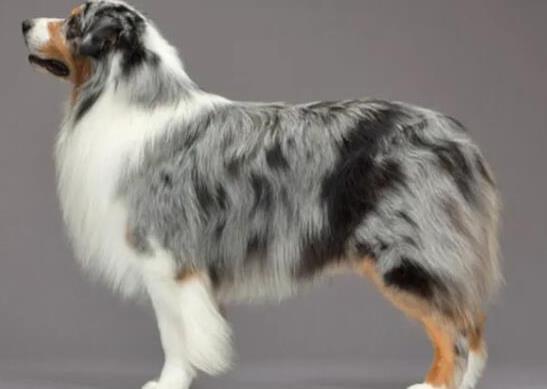 世界十大牧羊犬排名,邊境牧羊犬、德國(guó)牧羊犬深受寵主喜愛(ài)