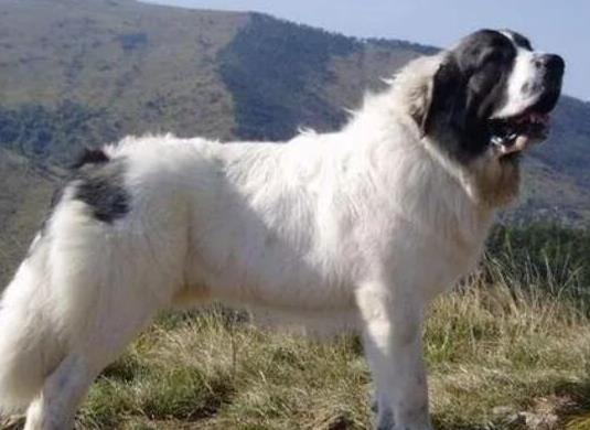 世界十大牧羊犬排名,邊境牧羊犬、德國(guó)牧羊犬深受寵主喜愛(ài)