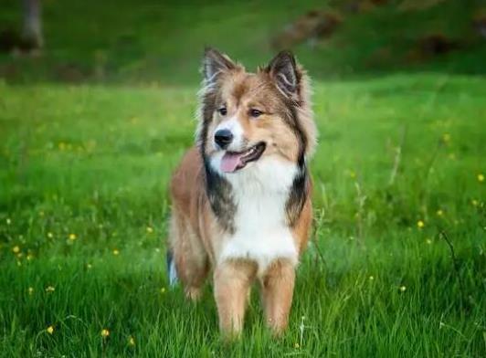 世界十大牧羊犬排名,邊境牧羊犬、德國(guó)牧羊犬深受寵主喜愛(ài)
