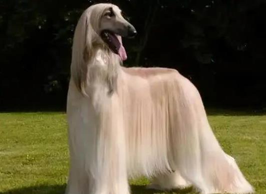 世界十大牧羊犬排名,邊境牧羊犬、德國(guó)牧羊犬深受寵主喜愛(ài)
