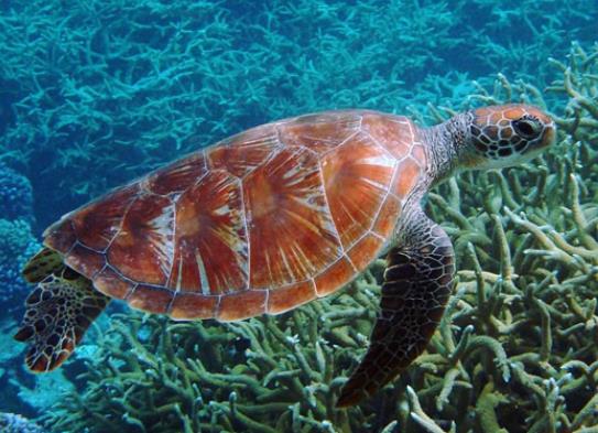 壽命最長的海洋生物排名,燈塔水母不老不死、珊瑚最大壽命約4200歲