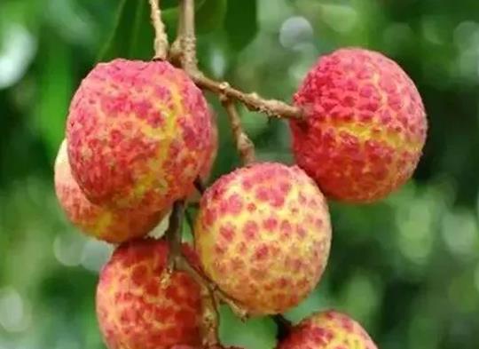十大高檔水果排行榜,黑西瓜產(chǎn)量很低極其珍貴、白草莓口感香甜