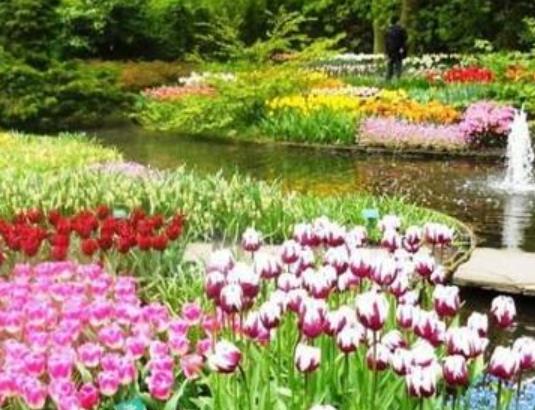 荷蘭北荷蘭省十大旅游排行 庫肯霍夫公園這里是世界上最大的郁金香公園