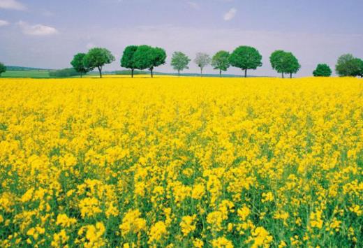 中國(guó)十大勾魂美景旅游景點(diǎn)排行 油菜花面積達(dá)四十萬畝左右