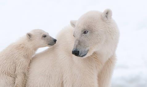 世界各地五大動物奇聞 最幸運的流浪小貓繼承千萬歐元