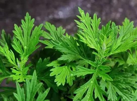 艾草泡腳后還要清水洗嗎?艾草可以用來洗眼睛嗎 360截圖20220616081913786.jpg