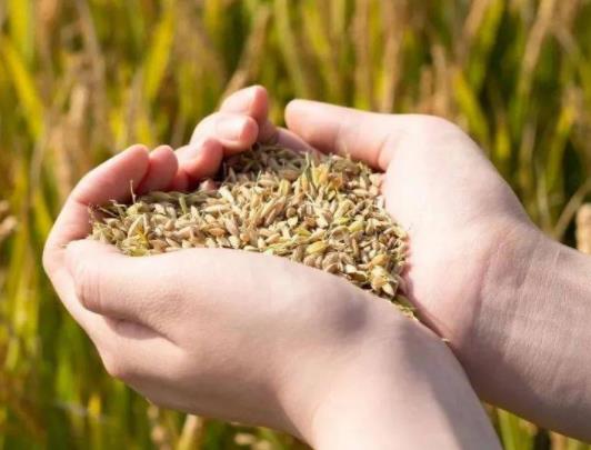 2023年糧食補貼分幾次發放?糧食補貼到賬怎么查詢 2023年糧食補貼分幾次發放?糧食補貼到賬怎么查詢